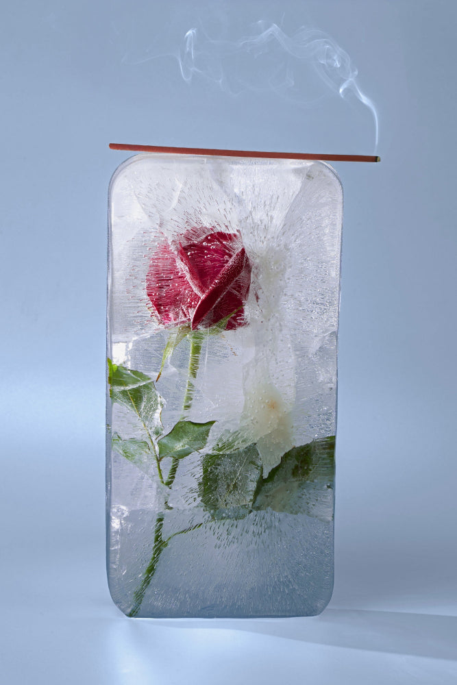 Cold Rose